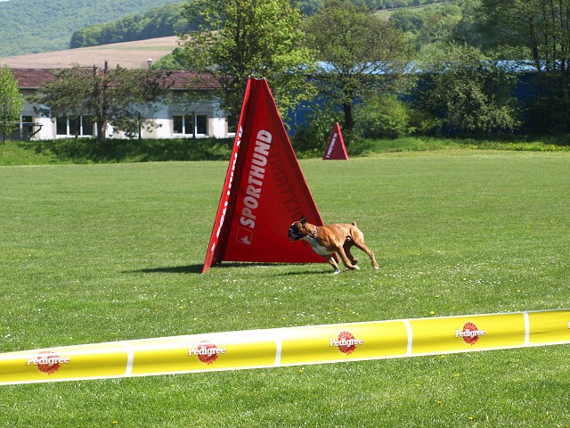 www.atibox.net * www.euroboxer.eu * www.boxergenealogia.eu